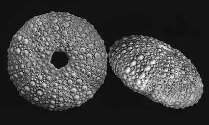 40 x 24 Sea Urchin Shells (IBG)