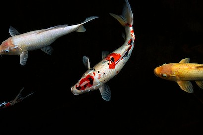 54 x 36 Gathering Fish I (IBG)