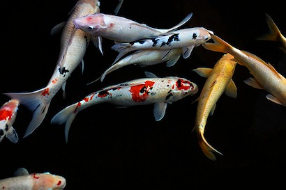 54 x 36 Gathering Fish II (IBG)