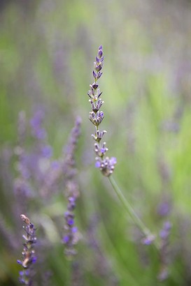 30 x 45 Violet Grace I (IBG)