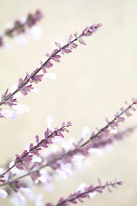 30 x 45 Violet Grace II (IBG)