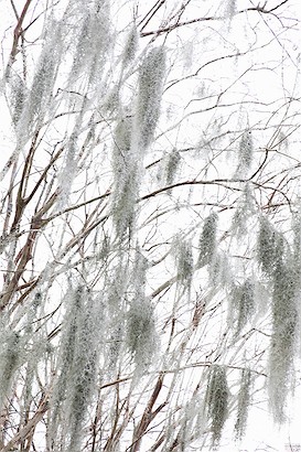 24 x 36 Nature Breeze I (IBG)