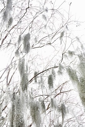 24 x 36 Nature Breeze II (IBG)