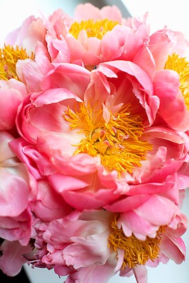 30 x 45 Pembe Cicek II (IBG)