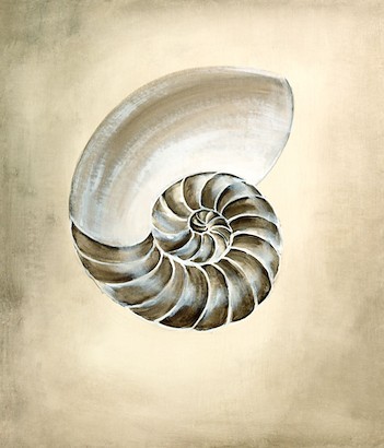 24 x 30 Seashells I (IBG)