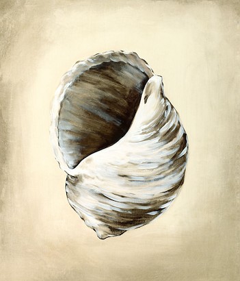 24 x 30 Seashells III (IBG)