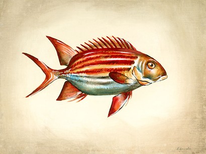 24 x 18 Tropical Fish III (IBG)