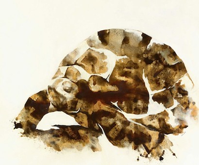 50 x 40 Tortoise Shell (IBG)