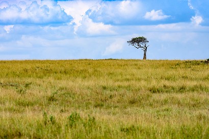 54 x 36 Lonely Tree (IBG)