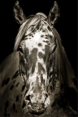 30 x 45 Paint Horse (MT)