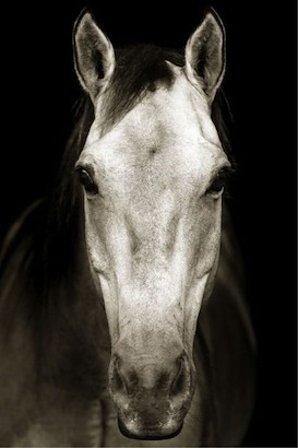 30 x 45 Tan Horse (MT)