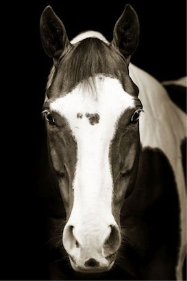 30 x 45 Blue Eye Horse (MT)