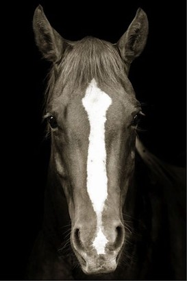30 x 45 Brown Horse (MT)