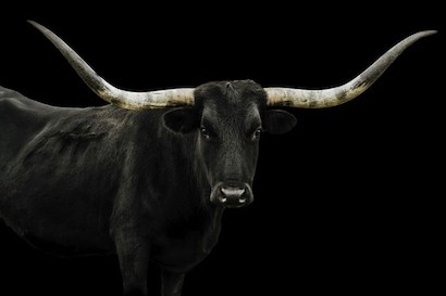 60 x 40 Longhorn 4 (IBG)