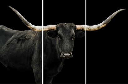 72 x 48 Black Long Horn Triptych(Set of 3- 24 x 48) (IBG)