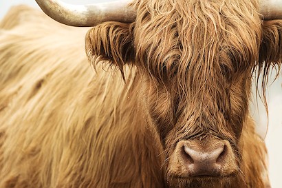 60 x 40 Highland Cattle III (MT)