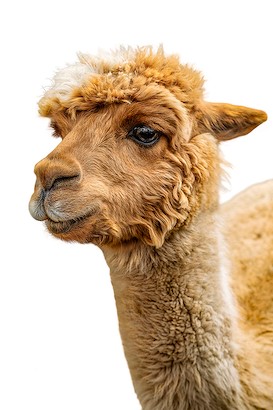 30 x 45 Llama Pack I (IBG)