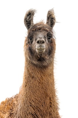 30 x 45 Llama Pack II (IBG)