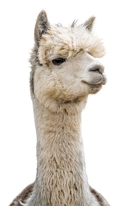 30 x 45 Llama Pack III (IBG)