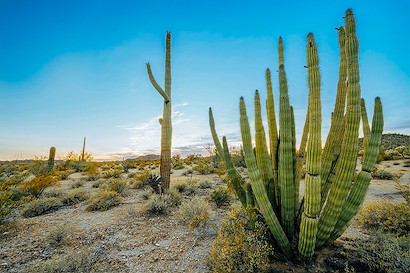 60 x 40 Organ Pipe Dream (IBG)