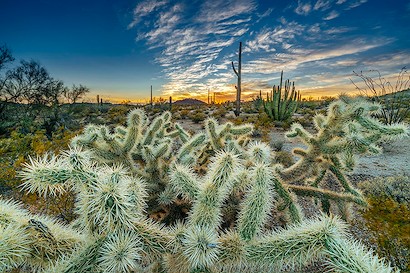 60 x 40 Cholla Dreams (IBG)