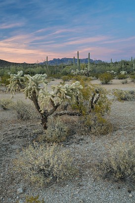 40 x 60 Desert Dreams (IBG)