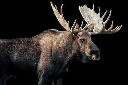 60 x 40 Bull Moose I (IBG)