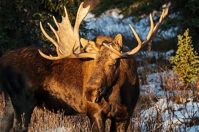 45 x 30 Majestic I (IBG)
