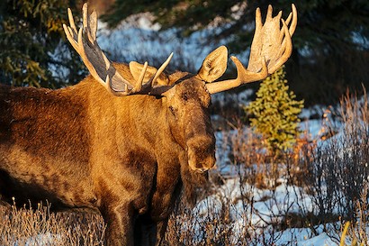 45 x 30 Majestic II (IBG)