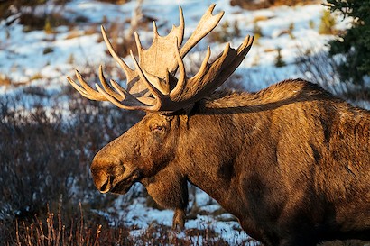 45 x 30 Majestic III (IBG)