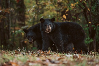36 x 24 Cubs (IBG)