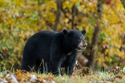 36 x 24 Little Bear II (IBG)