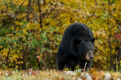 36 x 24 Momma Bear (IBG)