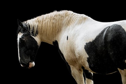 60 x 40 Trusted Steed (IBG)