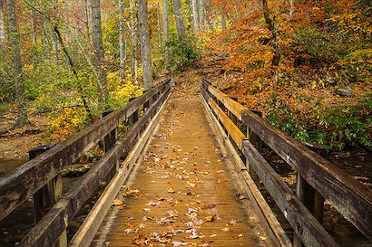 60 x 40 Autumn Journey (IBG)