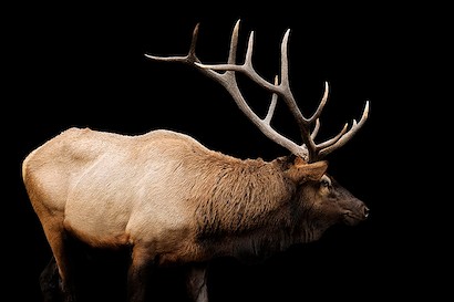 60 x 40 The Rut (IBG)