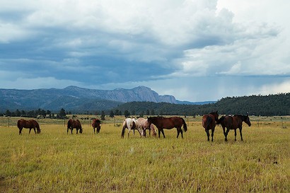36 x 24 Oh, New Mexico (IBG)