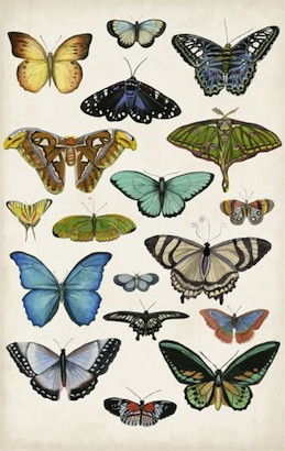 24 x 38 Butterfly Taxonomy I (IBG)