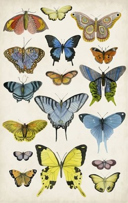 24 x 38 Butterfly Taxonomy II (IBG)