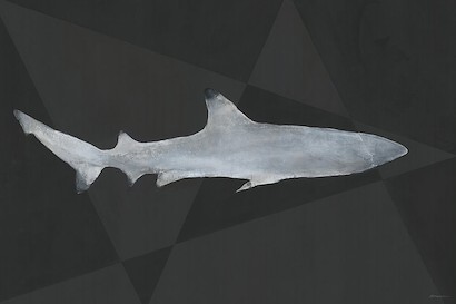 60 x 40 Shark (IBG)