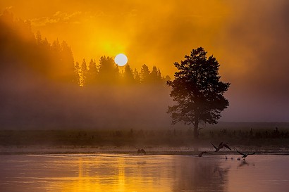 60 x 40 Yellowstone Sunrise (MT)