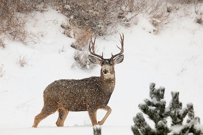 60 x 40 Winter Buck (IBG)