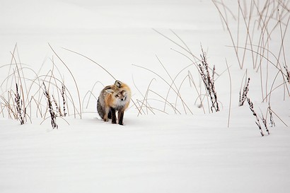 60 x 40 Listen to the Snow (IBG)