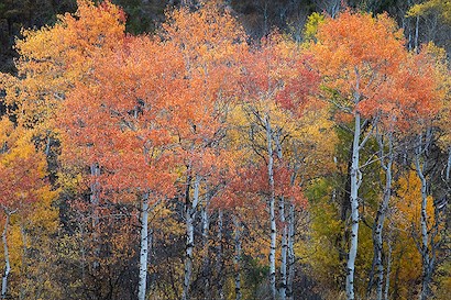 60 x 40 Autumn Fire (IBG)