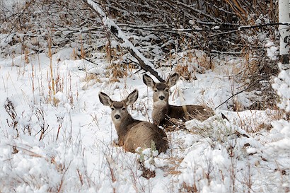 60 x 40 Snowbound (IBG)