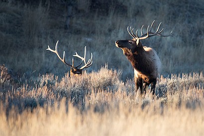 60 x 40 Poser (EG)