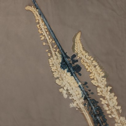 30 x 30 Natsu III (IBG)