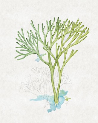 20 x 25 Sea Garden III (IBG)