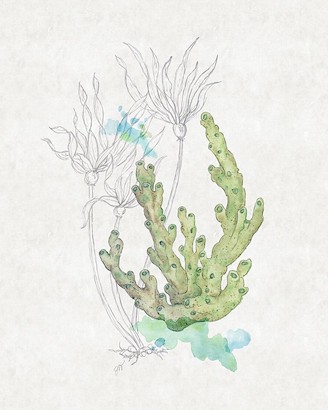 20 x 25 Sea Garden VII (IBG)