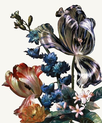 24 x 29 Dutch Garden II-White (IBG)